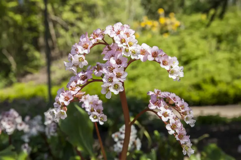 cordifolia - afbeelding 3