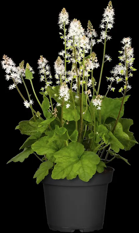 cordifolia - afbeelding 2