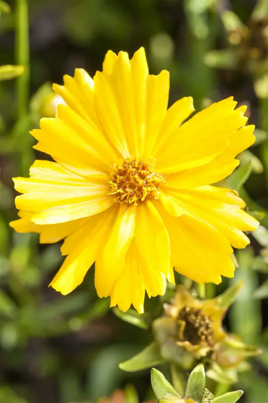 Coreopsis grand. 'Double The Sun' P9 - afbeelding 4