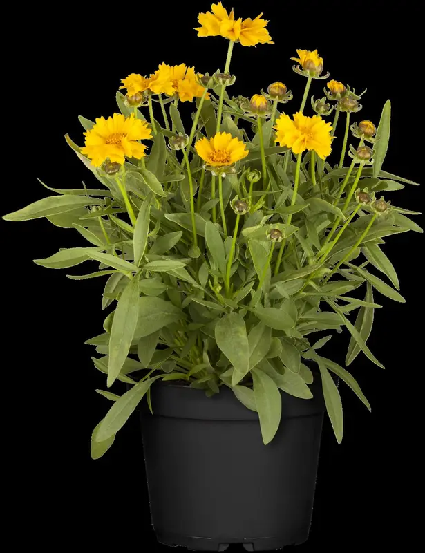 Coreopsis grand. 'Double The Sun' P9 - afbeelding 5