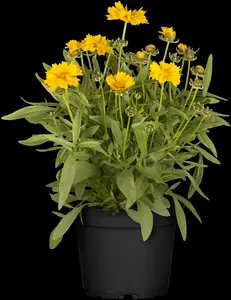 Coreopsis grand. 'Double The Sun' P9 - afbeelding 5