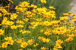 Coreopsis grand. 'Double The Sun' P9 - afbeelding 2