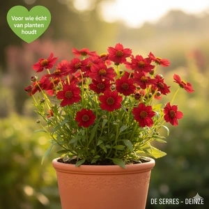 Coreopsis verticillata 'Red Satin' P9