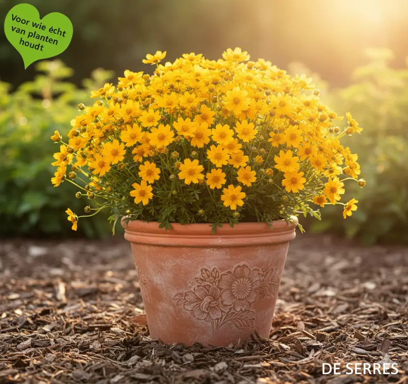 Coreopsis lanceolata 'Baby Gold' P9