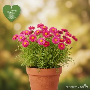 Coreopsis rosea 'Limerock Passion®' P9