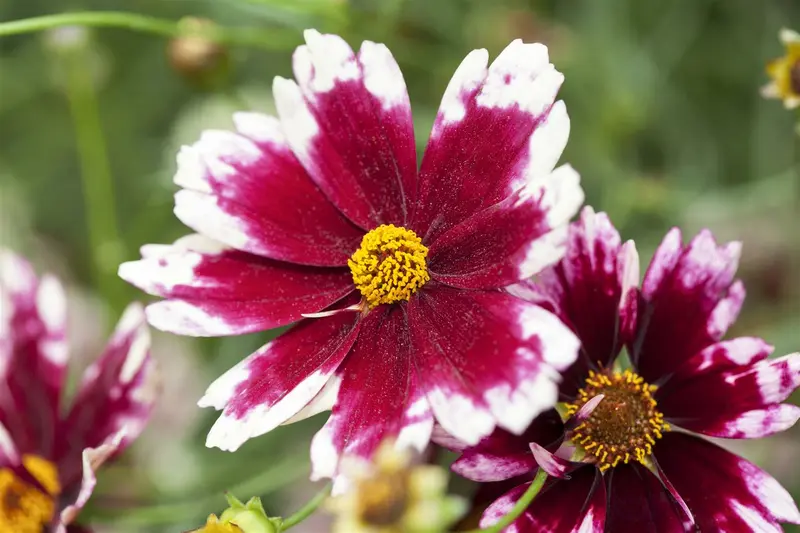 Coreopsis 'Ruby Frost' P9