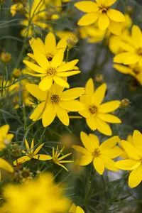 Coreopsis vert. 'El Dorado ' P9 - afbeelding 1