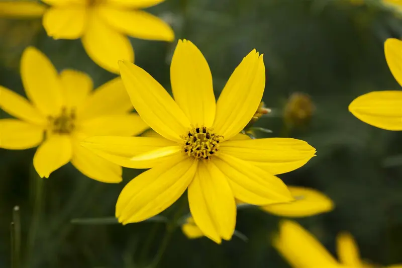 Coreopsis vert. 'El Dorado ' P9 - afbeelding 3