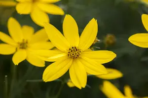 Coreopsis vert. 'El Dorado ' P9 - afbeelding 3