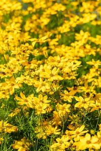 Grandiflora - afbeelding 6