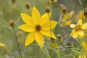 Grandiflora - afbeelding 2