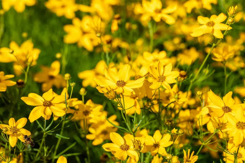Grandiflora - afbeelding 3