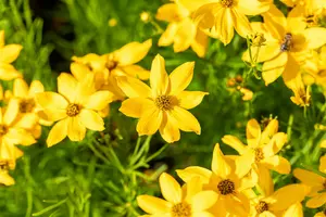 Grandiflora - afbeelding 4