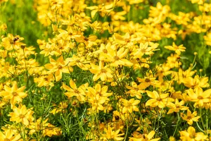 Grandiflora - afbeelding 5
