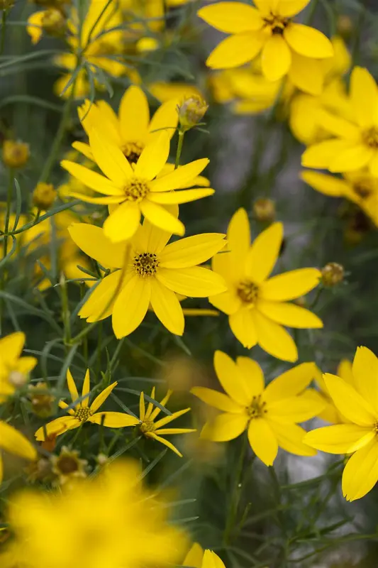 Coreopsis vert. 'Ladybird' P9 - afbeelding 4