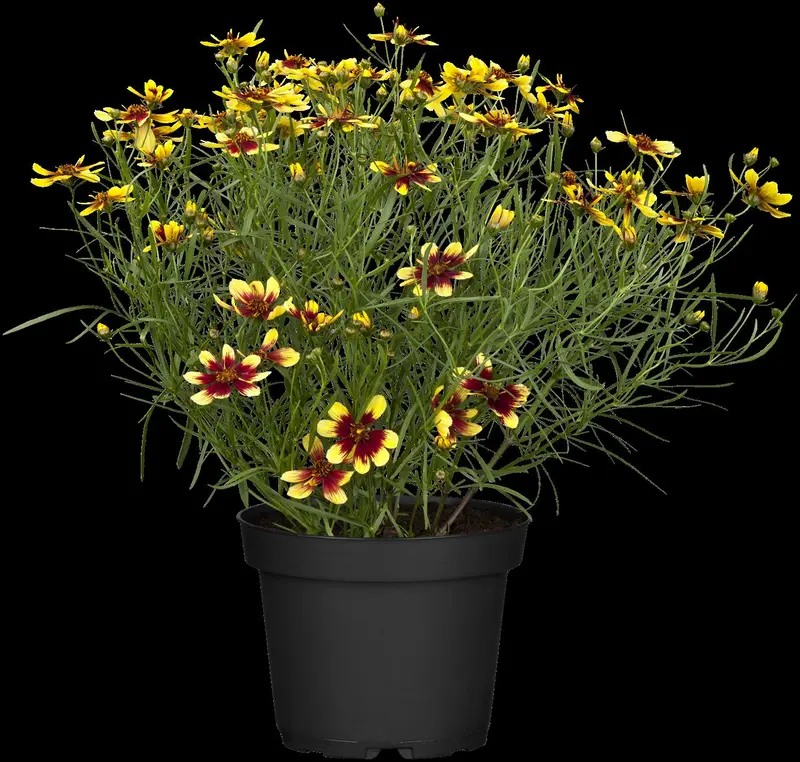 Coreopsis vert. 'Ladybird' P9 - afbeelding 3
