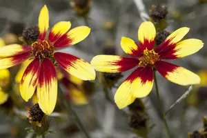 Coreopsis vert. 'Madras Magic' P9 - afbeelding 1