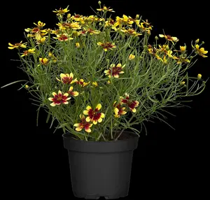 Coreopsis vert. 'Madras Magic' P9 - afbeelding 3