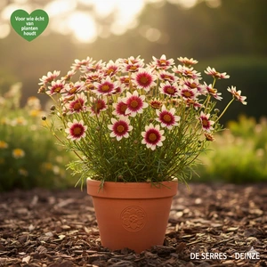 Coreopsis verticillata 'Route 66'® P9