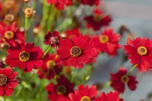 Red Ruby - afbeelding 2