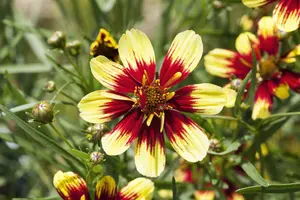 verticillata - afbeelding 7