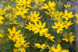 verticillata - afbeelding 10