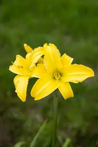 hemerocallis hybr. 'corky' P9 - afbeelding 3