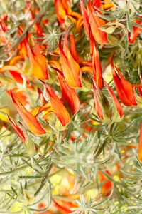 lotus corniculatus P9 - afbeelding 3