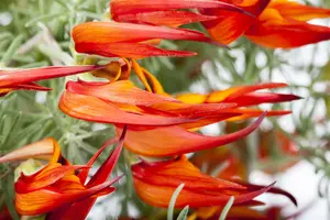 lotus corniculatus P9 - afbeelding 5