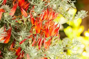lotus corniculatus P9 - afbeelding 4