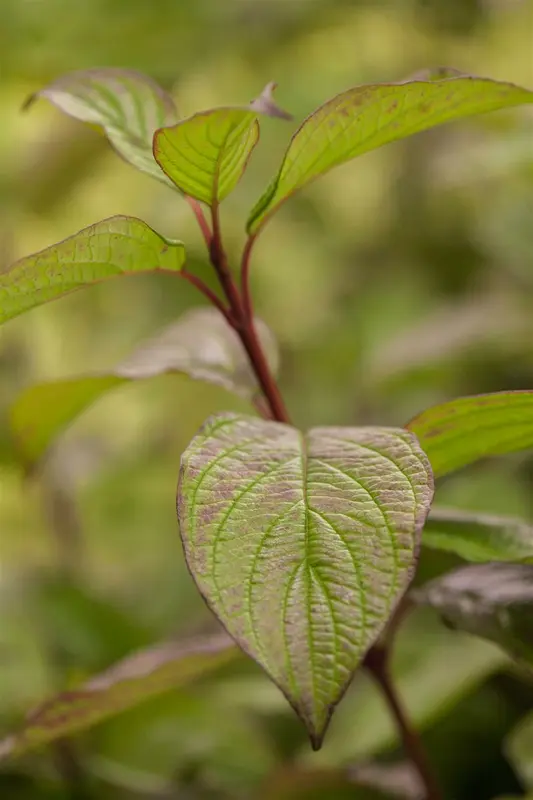 cornus alba (60- 90cm) BW - afbeelding 2