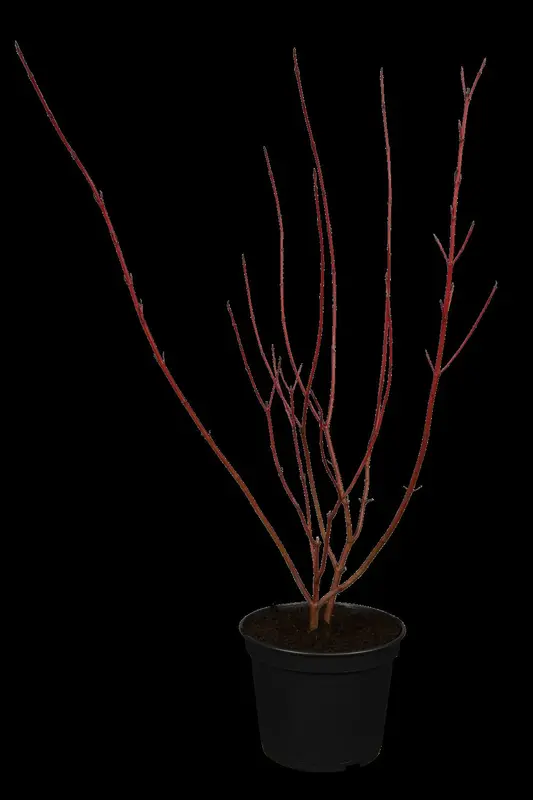 cornus alba (60- 90cm) BW - afbeelding 3