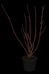 cornus alba (60- 90cm) BW - afbeelding 3
