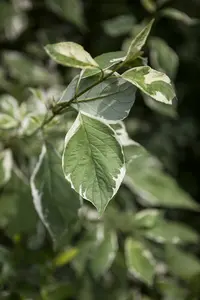Elegantissima - afbeelding 5