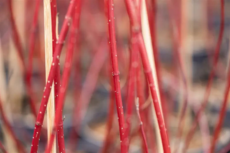 Cornus alba 'Miracle'® 60- 80   C7.5 - afbeelding 1
