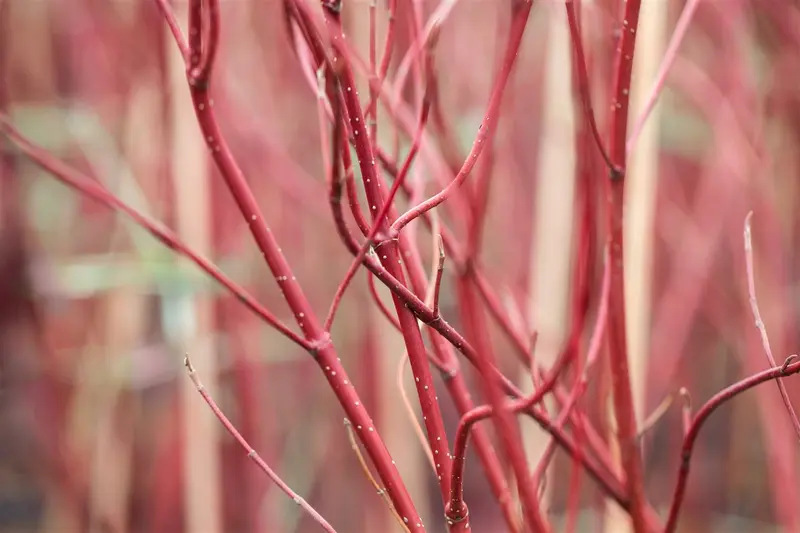Cornus alba 'Miracle'® 60- 80   C7.5 - afbeelding 2