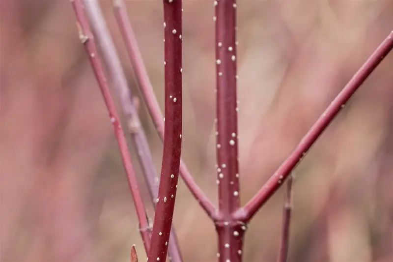 Cornus alba 'Miracle'® 80-100   C12 - afbeelding 3