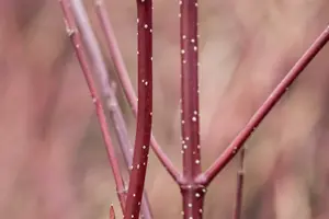 Cornus alba 'Miracle'® 80-100   C12 - afbeelding 3