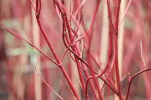 Cornus alba 'Miracle'® STAM/120 C10 - afbeelding 2