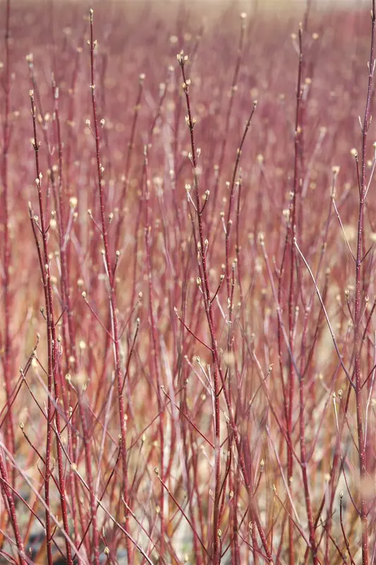 Cornus alba 'Sibirica' 60- 80 C7.5 - afbeelding 2