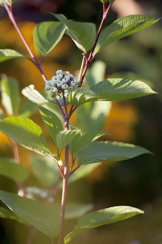 Cornus alba 'Sibirica' 60- 80 C7.5 - afbeelding 3