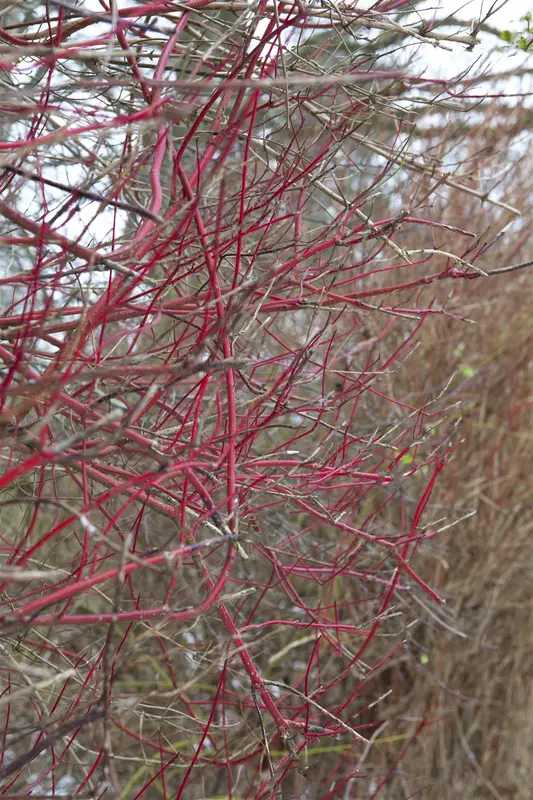 Sibirica - afbeelding 5