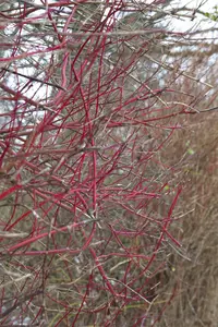 Sibirica - afbeelding 5