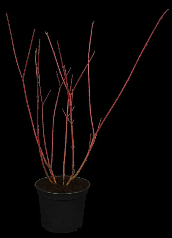 Sibirica Variegata - afbeelding 1
