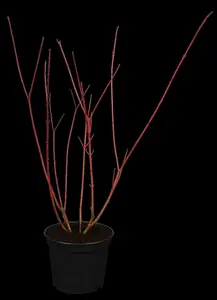 Sibirica Variegata - afbeelding 5