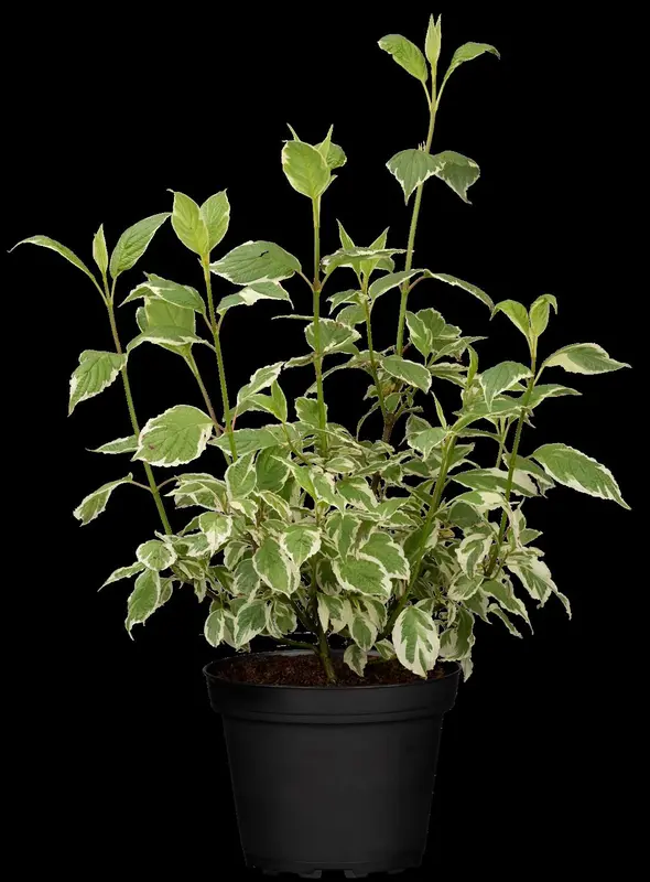 Sibirica Variegata - afbeelding 4