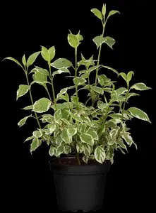 Sibirica Variegata - afbeelding 4