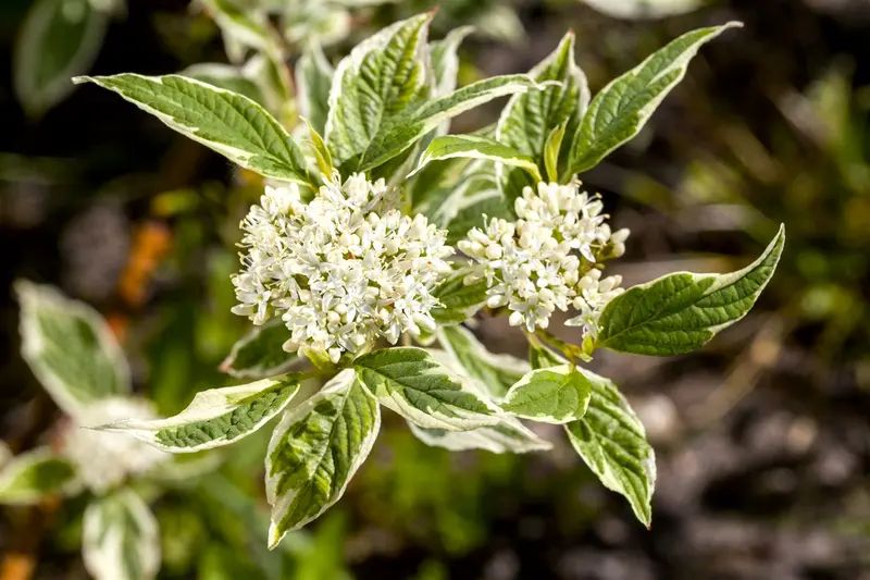 Sibirica Variegata - afbeelding 2