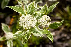 Sibirica Variegata - afbeelding 2