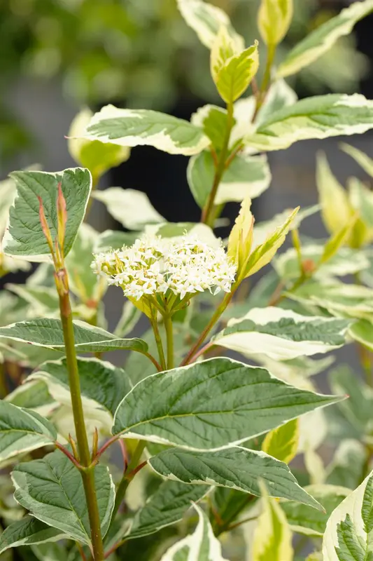 Cornus alba 'Sibirica Variegata' 60- 80   C7.5 - afbeelding 3